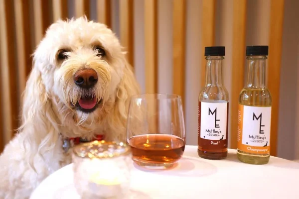 Purrno Noir? Kiwi Company Creates Non-Alcoholic Wine Just for Pets