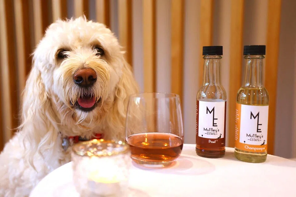 Purrno Noir? Kiwi Company Creates Non-Alcoholic Wine Just for Pets