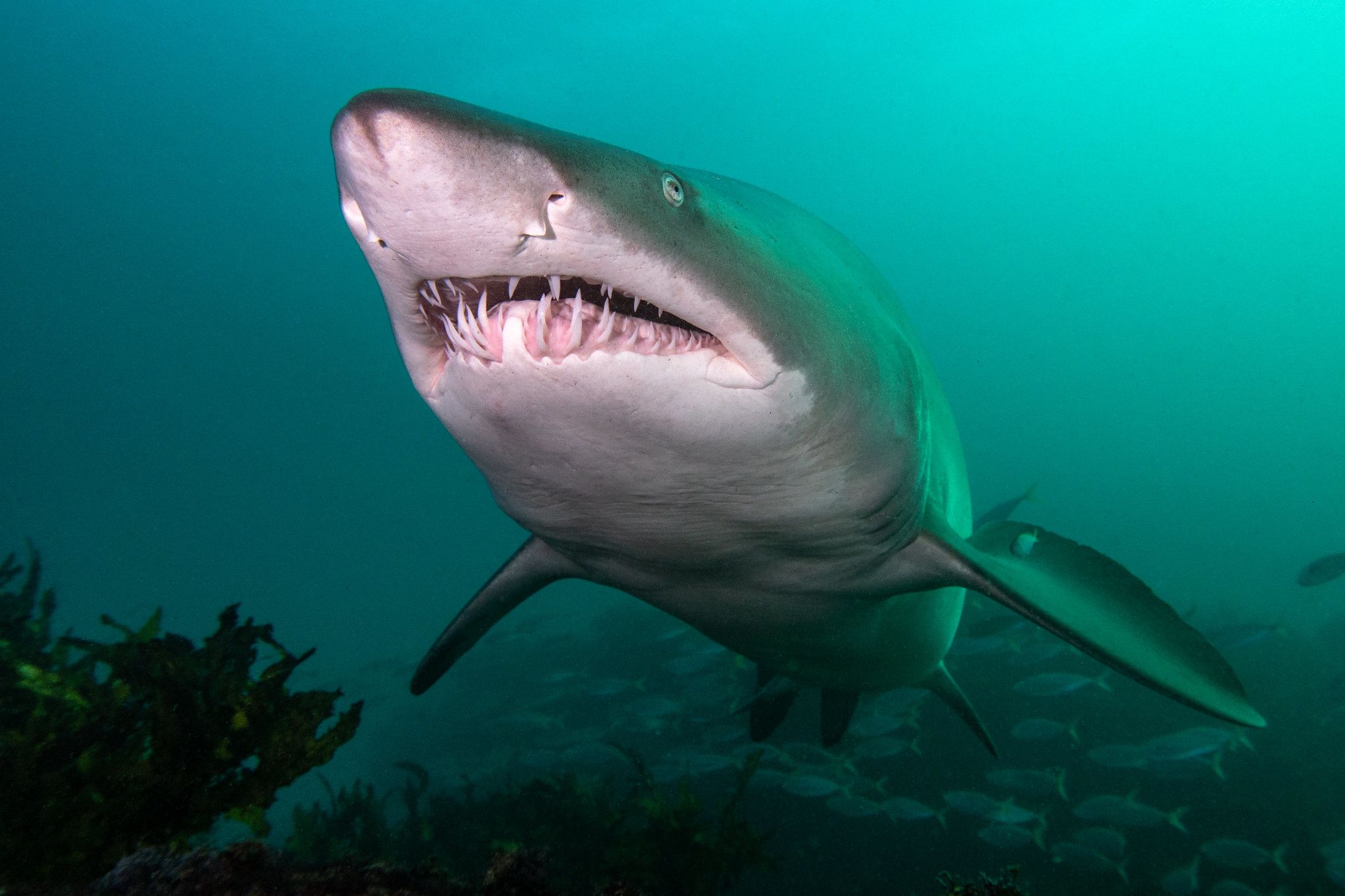 Woman Killed, Man Badly Hurt After Shark Attack at Australian Beach